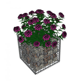 gabion-plante