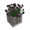 gabion-plante